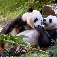 Ученые: Панды придерживаются уникального «режима дня»  