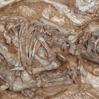 Ученые: В Испании найдены останки шести видов динозавров