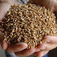 Минсельхоз России запускает закупочные интервенции зерна урожая 2015 года