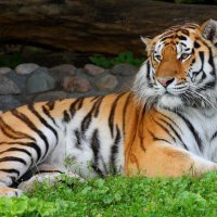 В Приморье ветеринары спасли амурского тигренка