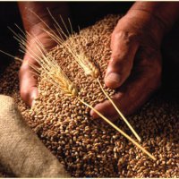 Минсельхоз РФ увеличил прогноз урожая зерна до 102,9 млн тонн