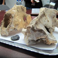На Урале обнаружили останки гигантского пещерного льва