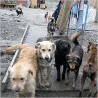 На регулирование числа бездомных животных в подмосковном Клину выделят более 1,5 млн рублей