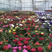 На продажу к 8 марта в Подмосковье вырастили более 36 млн цветов 