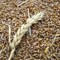 Минсельхоз России объявил о начале закупочных зерновых интервенций