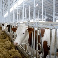 Россельхозбанк приступил к финансированию строительства крупных молочных комплексов в Воронежской и Калужской областях