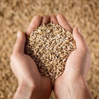 В России на 13,2% выросли запасы зерна