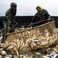 Потребление рыбы в России снизилось на 10% из-за высоких цен
