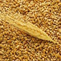 Россия может перенаправить экспорт зерна из Турции