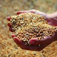 Запасы зерна в России увеличились на 13,9%