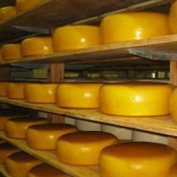 Подмосковье намерено занять 2-е место в России по производству сыров