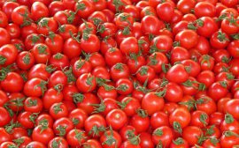 Турецким помидорам предрекли возвращение на российский рынок