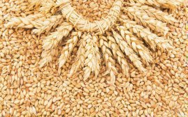 Россия выйдет на второе место в мире по экспорту зерна