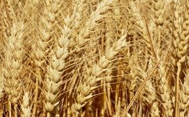 Разин: В Подмосковье валовый сбор зерновых превысил 370 тыс. тонн