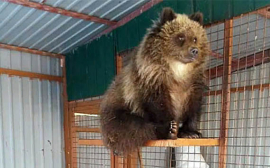 На Камчатке медвежонку местными жителями были собрали деньги на билет до Москвы