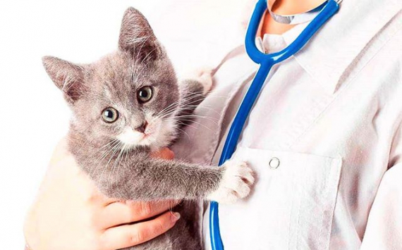 В Помосковье введут единый стандарт для ветеринарных клиник