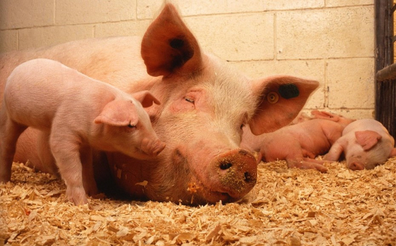 Россия вошла в топ-7 мировых производителей свинины