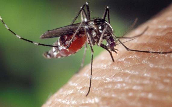 Обнаружена музыка для защиты от укусов комаров