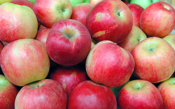 В России могут снять запрет на поставки яблок из Беларуси