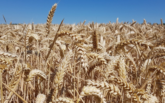 В России снизили прогноз по урожаю зерна на 2019 год