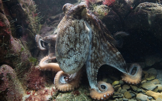 Ученые раскрыли секрет странных морских монстров