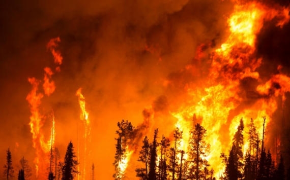 В России ущерб от лесных пожаров достиг 2,4 млрд рублей