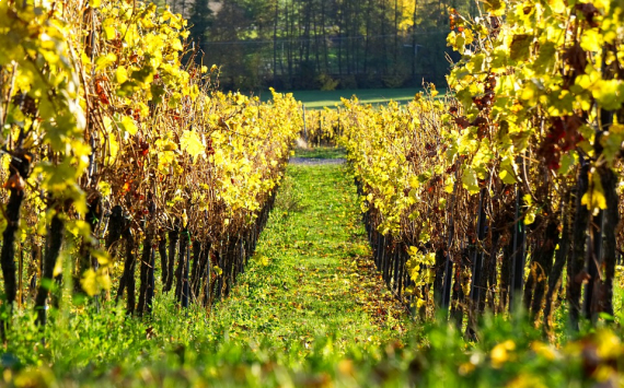 Россию назвали крупным игроком в сфере виноградарства и виноделия