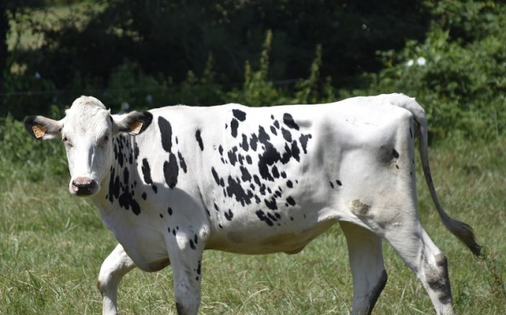 В Озерах построили ферму на 1200 фуражных коров