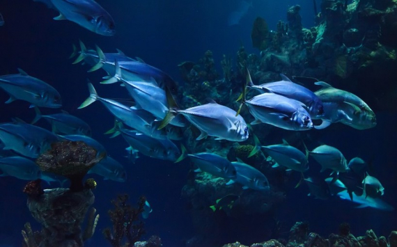 Исследователи заявили об опасности исчезновения к 2100 году около 60 % всей рыбы на Земле