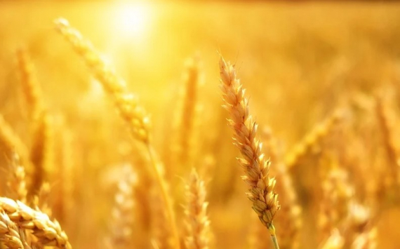 Вице-президент Российского зернового союза Александр Корбут оценил ситуацию с ценами на фоне засухи