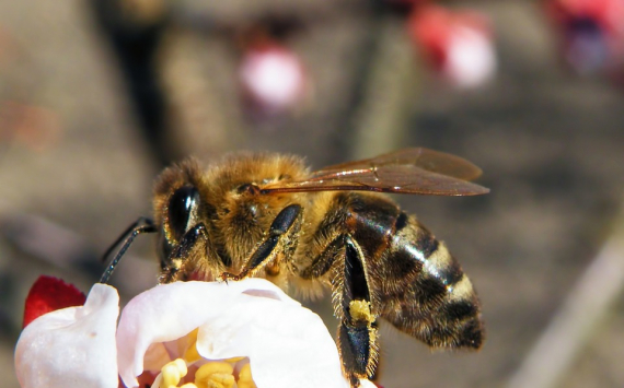 В Московской области в 2020 году исследовали более 830 пчелосемей