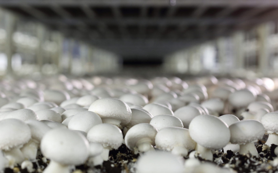 Агрокомплекс Александра Удодова вытесняет импорт из грибной отрасли