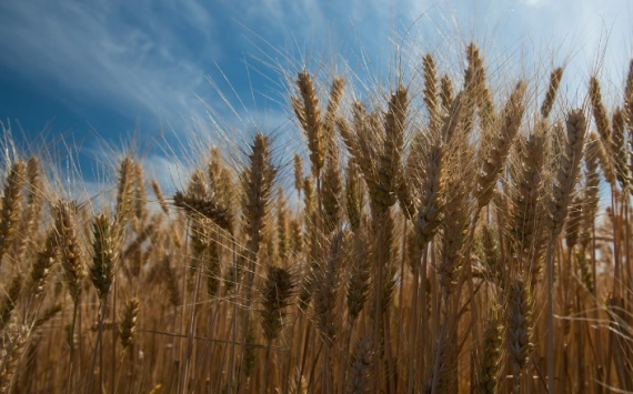 В России водка и хлеб подорожают на фоне рекордного урожая пшеницы