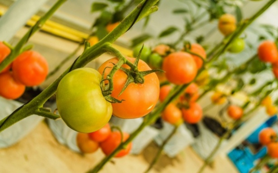 АО СК «РСХБ-Страхование»: тепличные хозяйства чаще всего страхуют урожай томатов