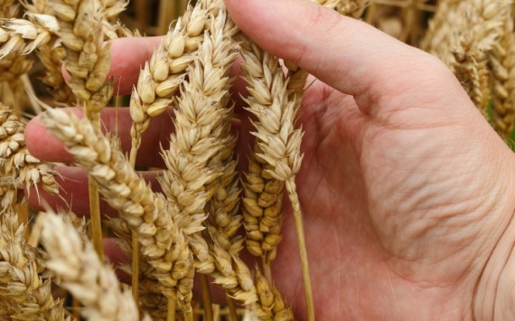 Россия обрушила мировые цены на пшеницу