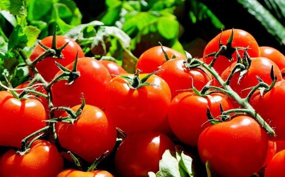 Участники рынка предупредили о возможном росте цен на помидоры