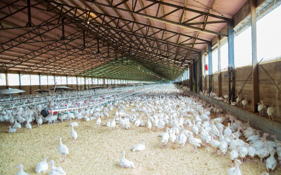 В Дании из-за птичьего гриппа уничтожат 9000 голов птицы