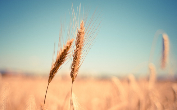 Россия вернет себе титул крупнейшего в мире экспортера пшеницы, несмотря на надвигающиеся квоты и экспортные пошлины