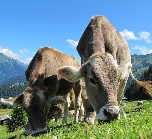 В Истре в аренду для развития молочного животноводства передали 15,5 га земли
