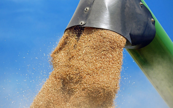 Продажи российской пшеницы продолжают расти на фоне мрачных прогнозов по экспорту