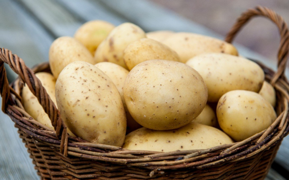 Россельхознадзор может ввести запрет на поставки картофеля из Казахстана
