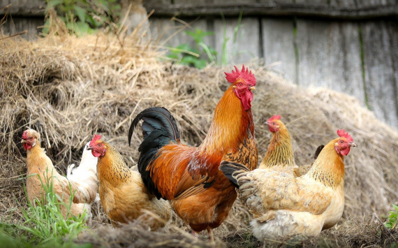 В России обсуждают план по снижению налога на импортную курицу