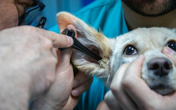 Россия одобрила первую в мире вакцину против коронавируса для домашних животных