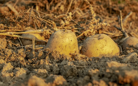 Минсельхозпрод: Подмосковье может стать лидером по производству семенного картофеля