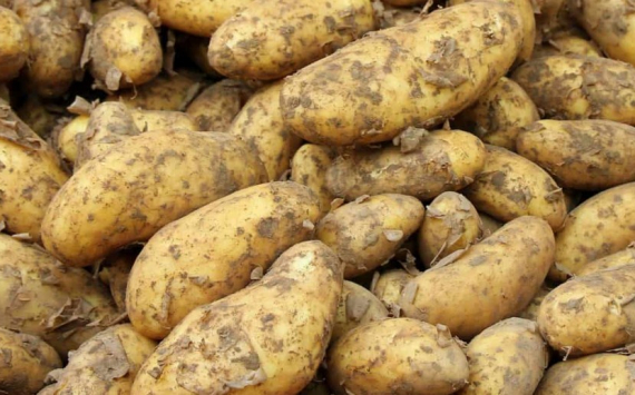 В Щелково в картофелехранилище инвестируют 135 млн рублей