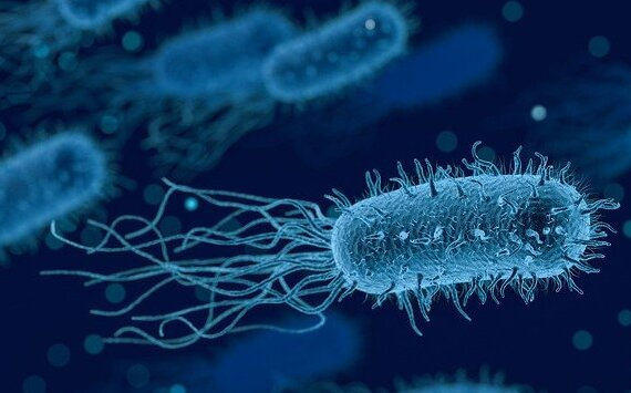 Бактерия Campylobacter, вызывающая пищевое отравление, может передаваться половым путем