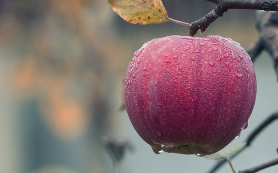 Названы неожиданные полезные свойства яблок