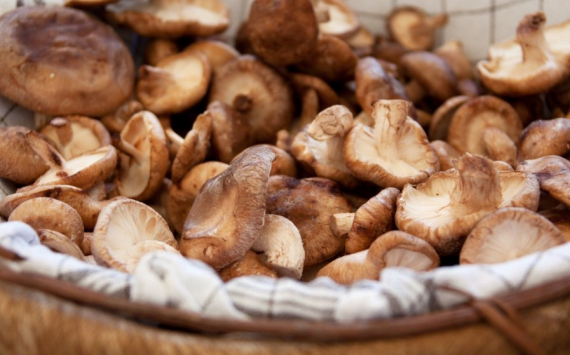 В России спрогнозировали рост цен на орехи и грибы