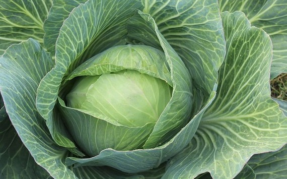 Цены на сезонные овощи в Подмосковье снизились почти в два раза
