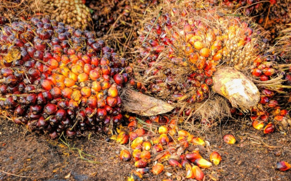 Ученые назвали основную опасность пальмового масла